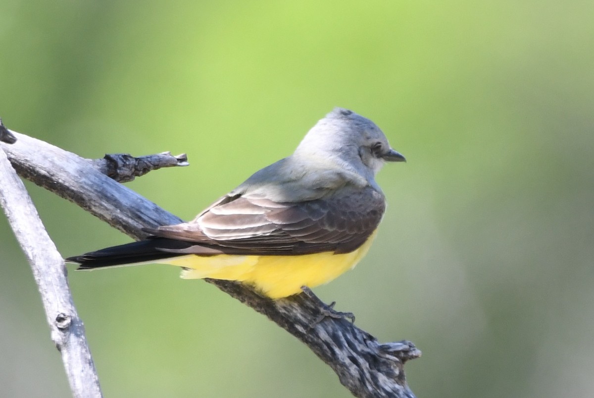 Western Kingbird - ML618747489