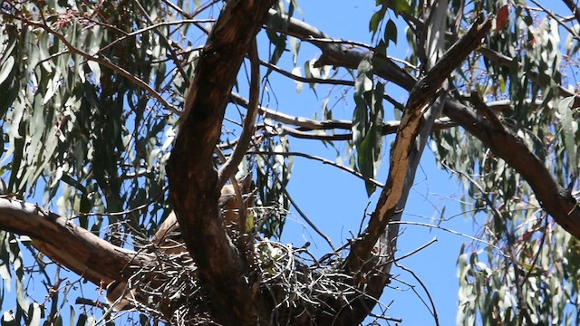 Австралийский орёл-карлик - ML618747494