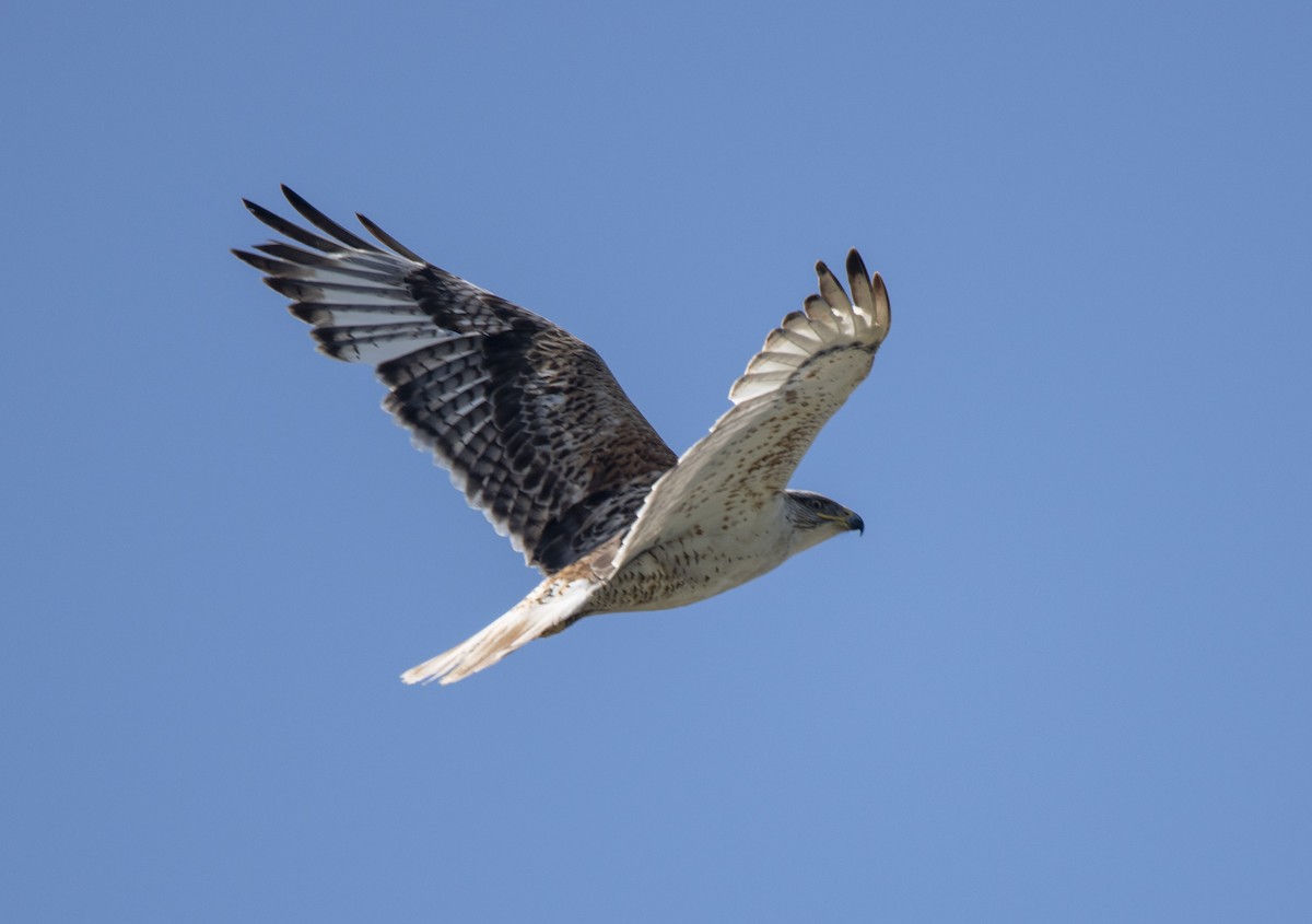 Ferruginous Hawk - Daniel Giesbrecht