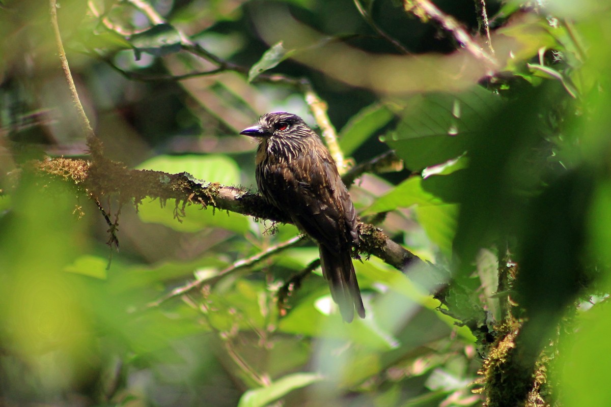 Black-streaked Puffbird - Micheel Cotrina Fabián