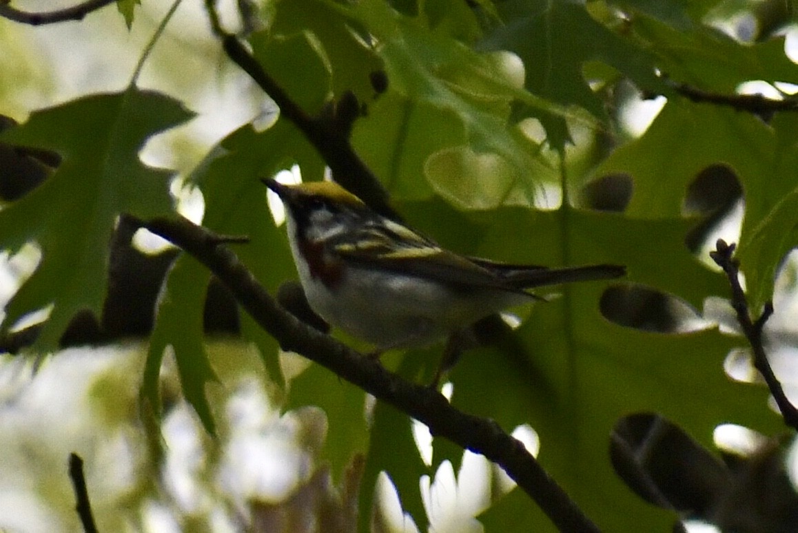 Chestnut-sided Warbler - ML618747523