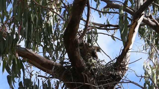 Австралийский орёл-карлик - ML618747524