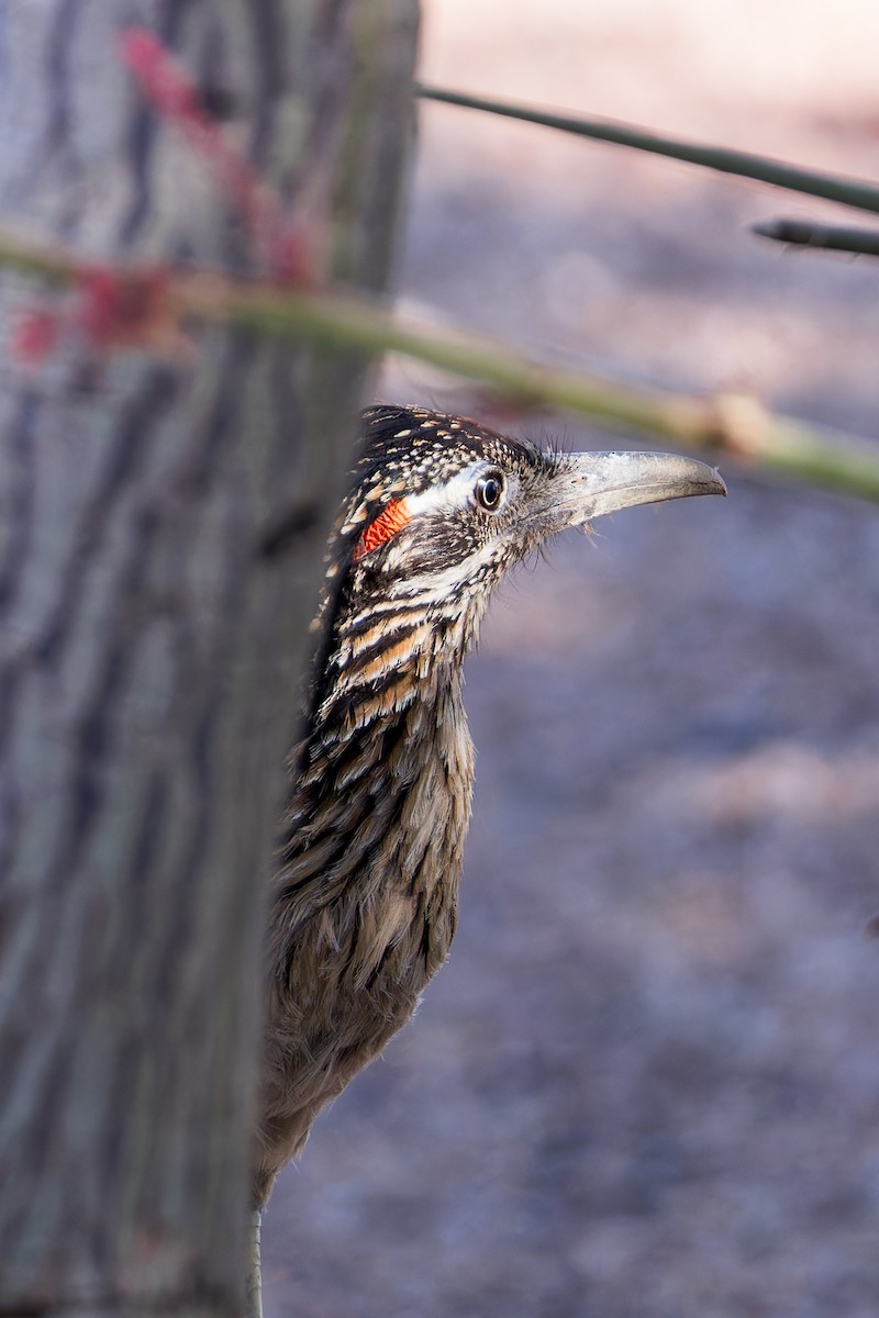 Greater Roadrunner - ML618747529