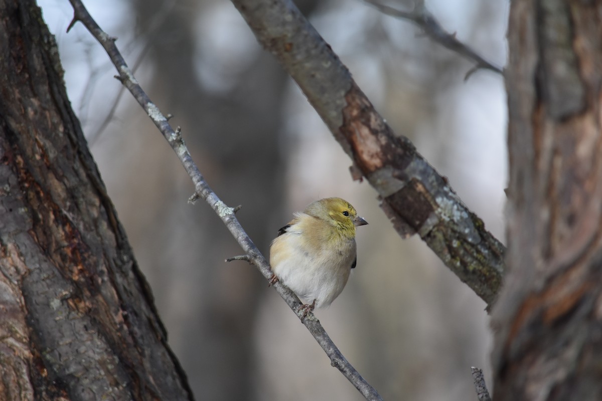 American Goldfinch - ML618747530