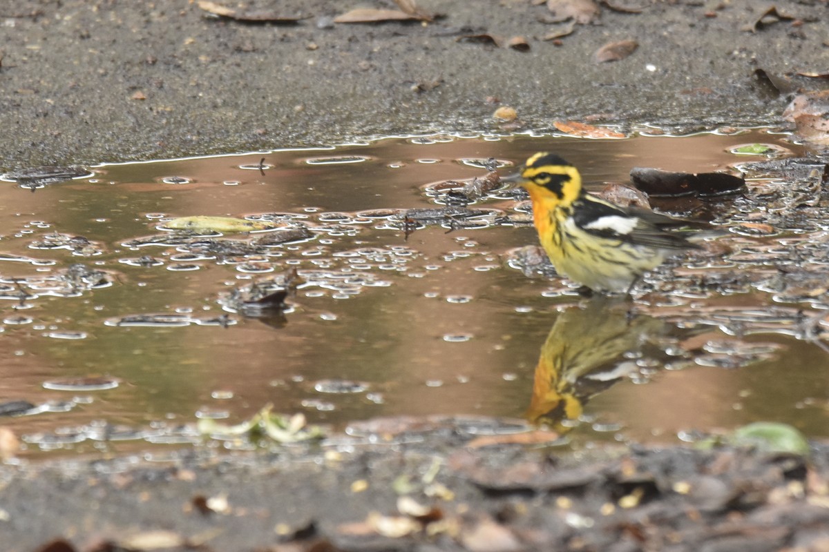 Blackburnian Warbler - ML618747551