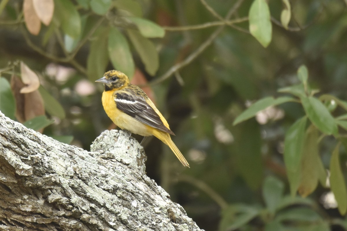 Baltimore Oriole - ML618747561