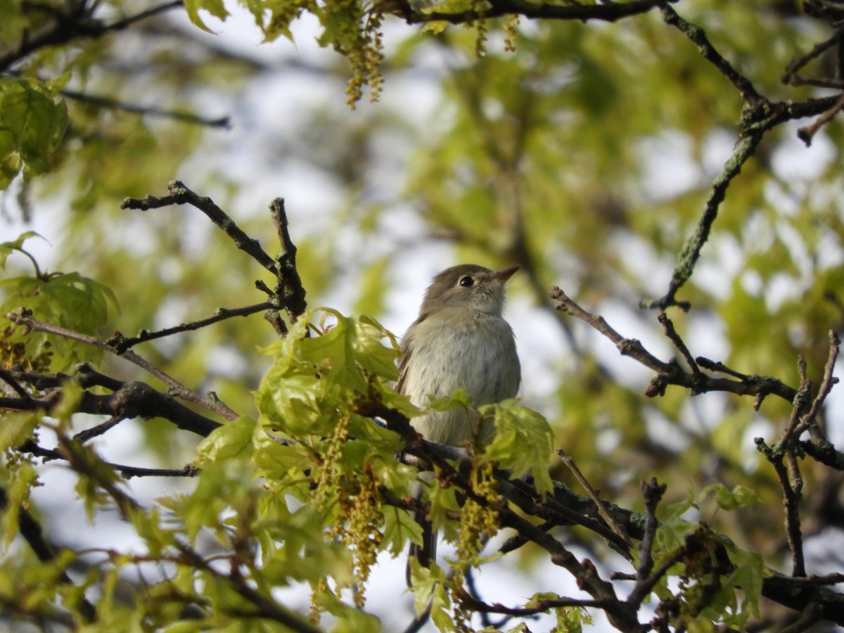 Least Flycatcher - ML618747575