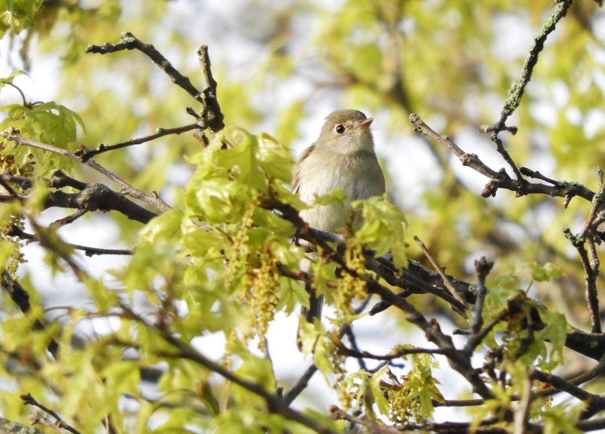 Least Flycatcher - ML618747586