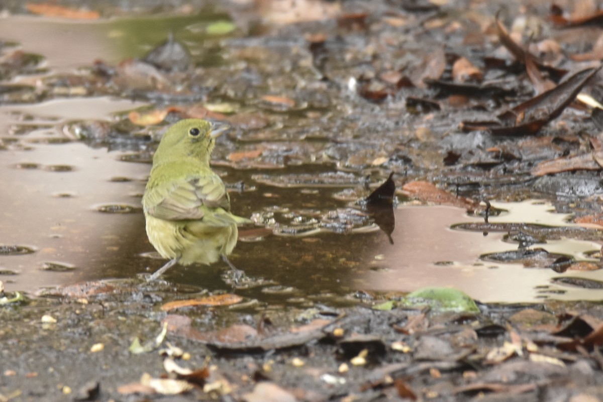 Painted Bunting - ML618747598