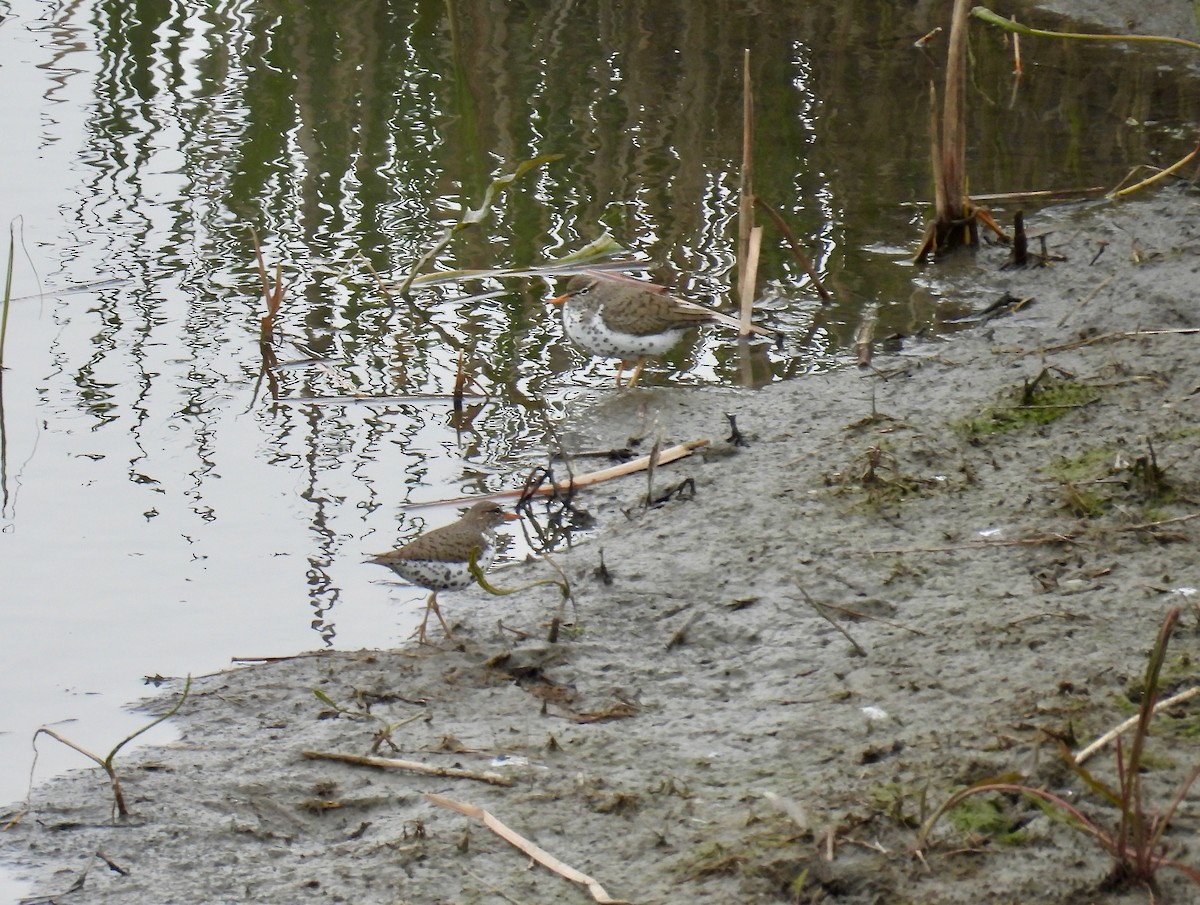 Spotted Sandpiper - Ryan Morrissey