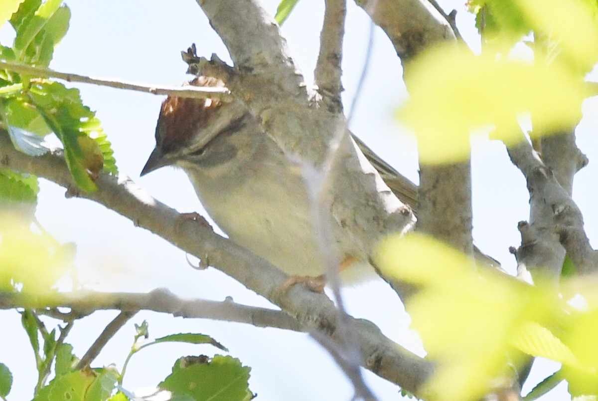 Chipping Sparrow - ML618747616