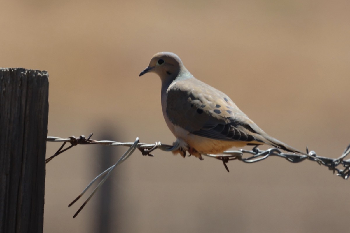 Mourning Dove - Ann Stockert