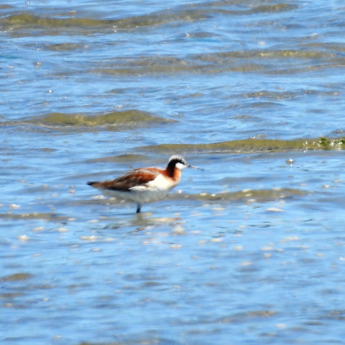 hvithalesvømmesnipe - ML618747672