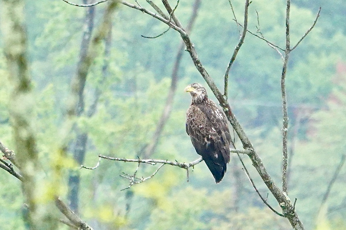 Bald Eagle - ML618747709