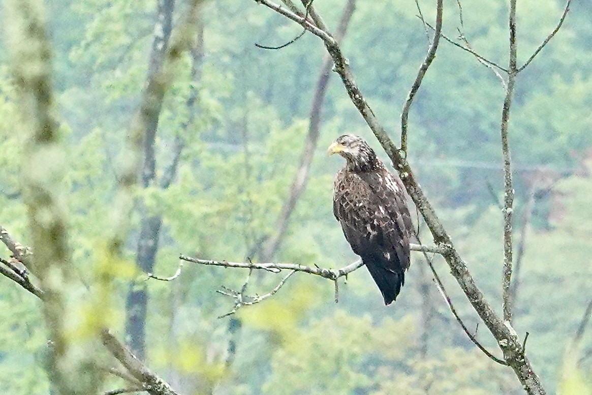 Bald Eagle - ML618747719