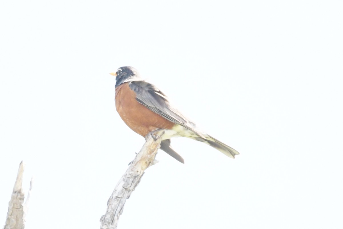 American Robin - ML618747723