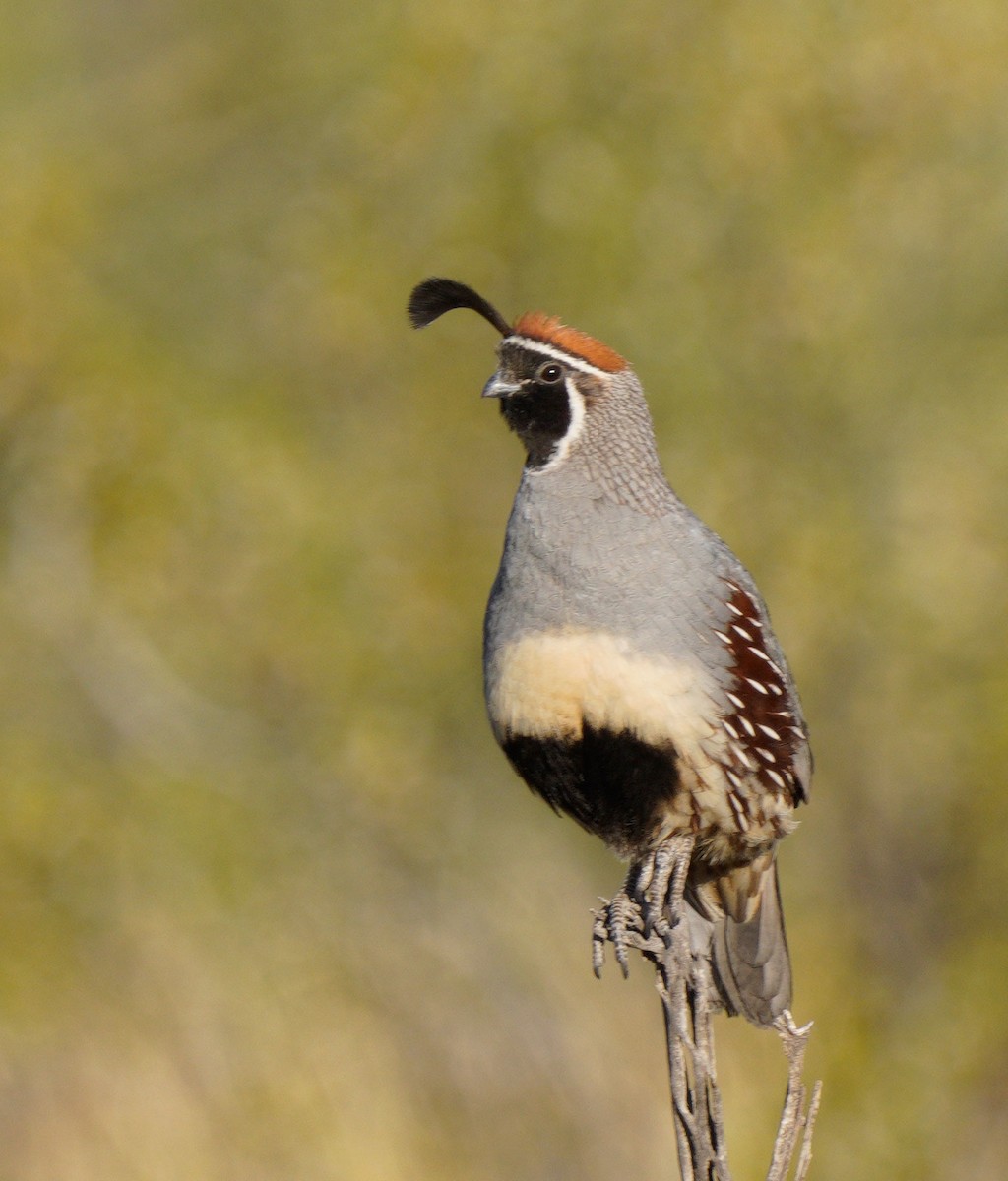 Gambel's Quail - Gaurav Parekh