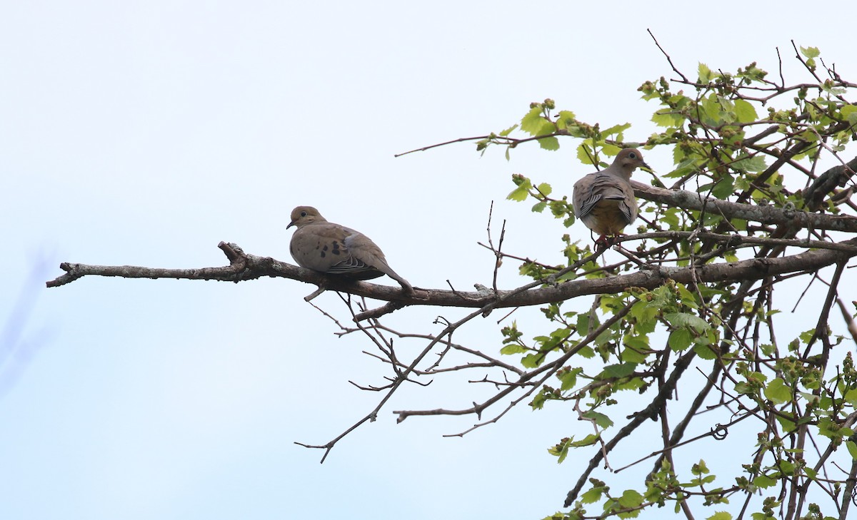 Mourning Dove - maggie peretto