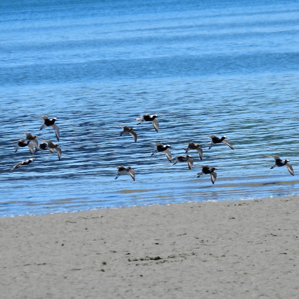 Black-bellied Plover - ML618747764