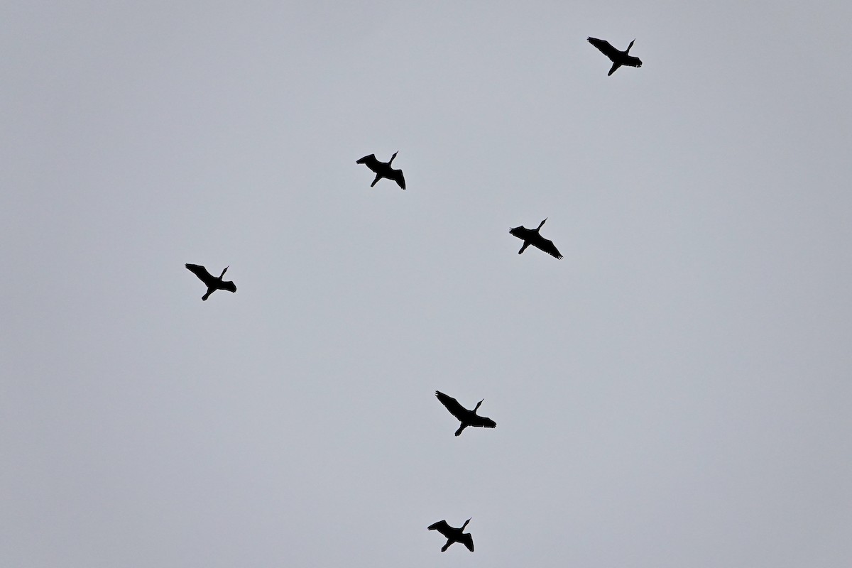 Double-crested Cormorant - ML618747801