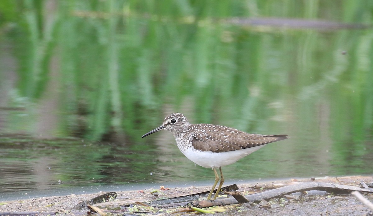 Solitary Sandpiper - ML618747807