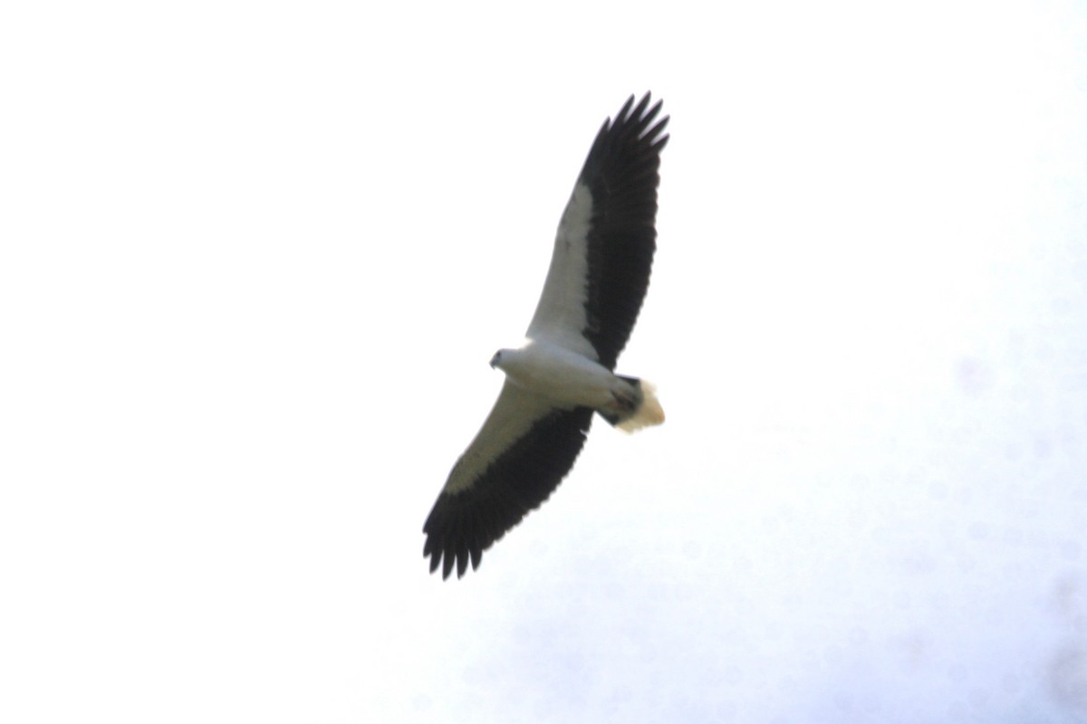 White-bellied Sea-Eagle - ML618747831