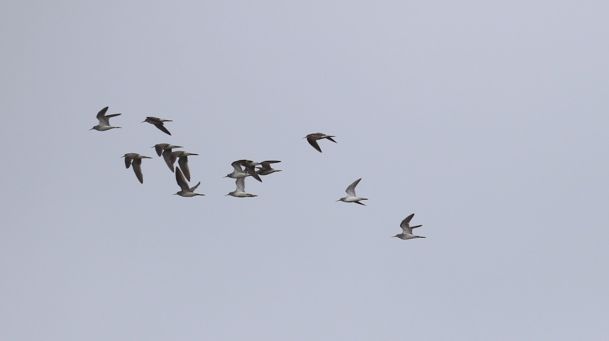 Lesser Yellowlegs - ML618747838