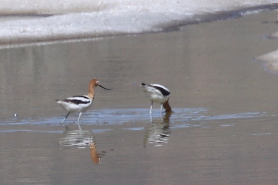 American Avocet - ML618747843