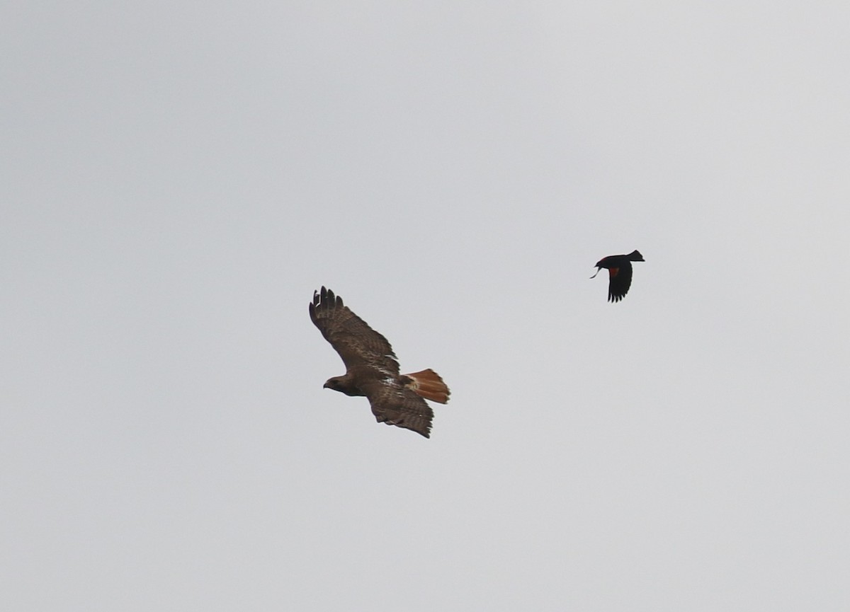 Red-tailed Hawk - ML618747857