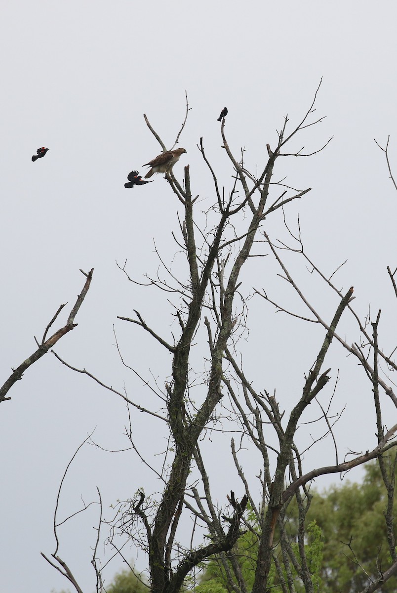 Red-tailed Hawk - ML618747859