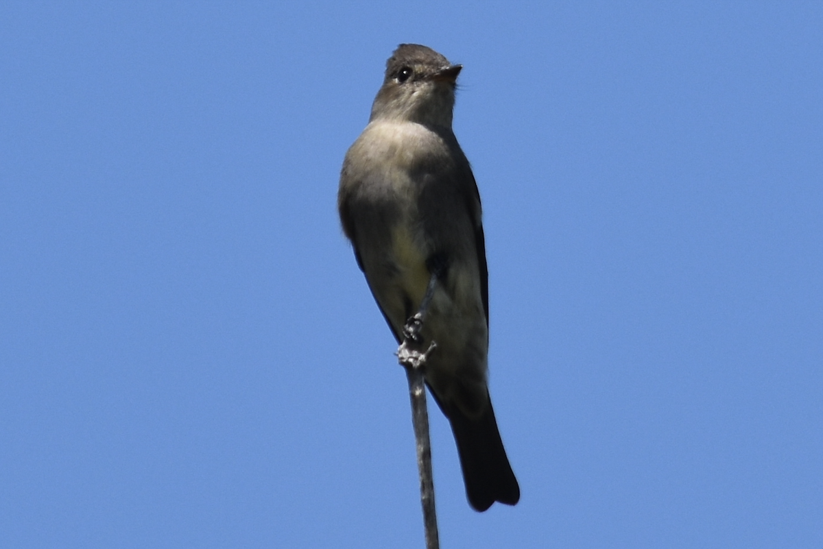 Western Wood-Pewee - ML618747863