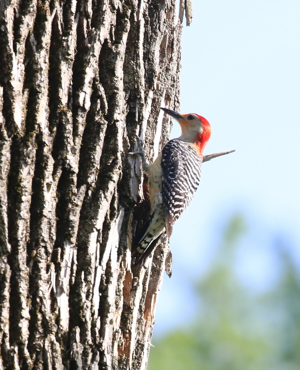 Red-bellied Woodpecker - maggie peretto