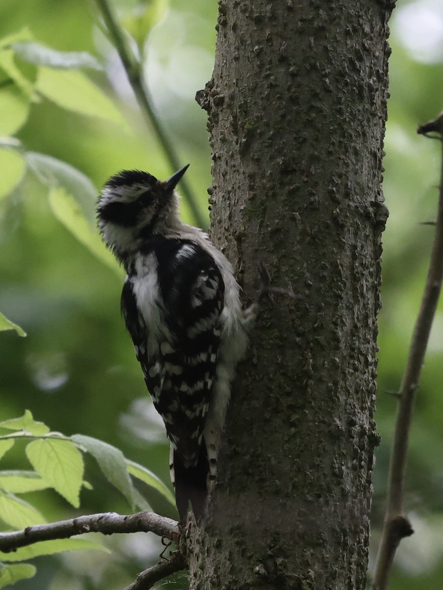 Downy Woodpecker - ML618747869