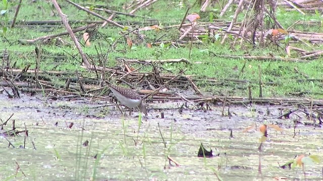 Solitary Sandpiper - ML618747889