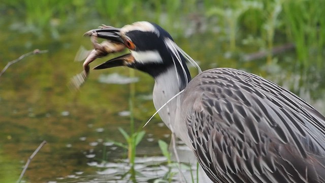 Bihoreau violacé - ML618747890