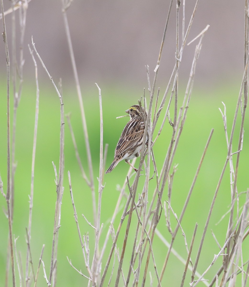 Savannah Sparrow - maggie peretto