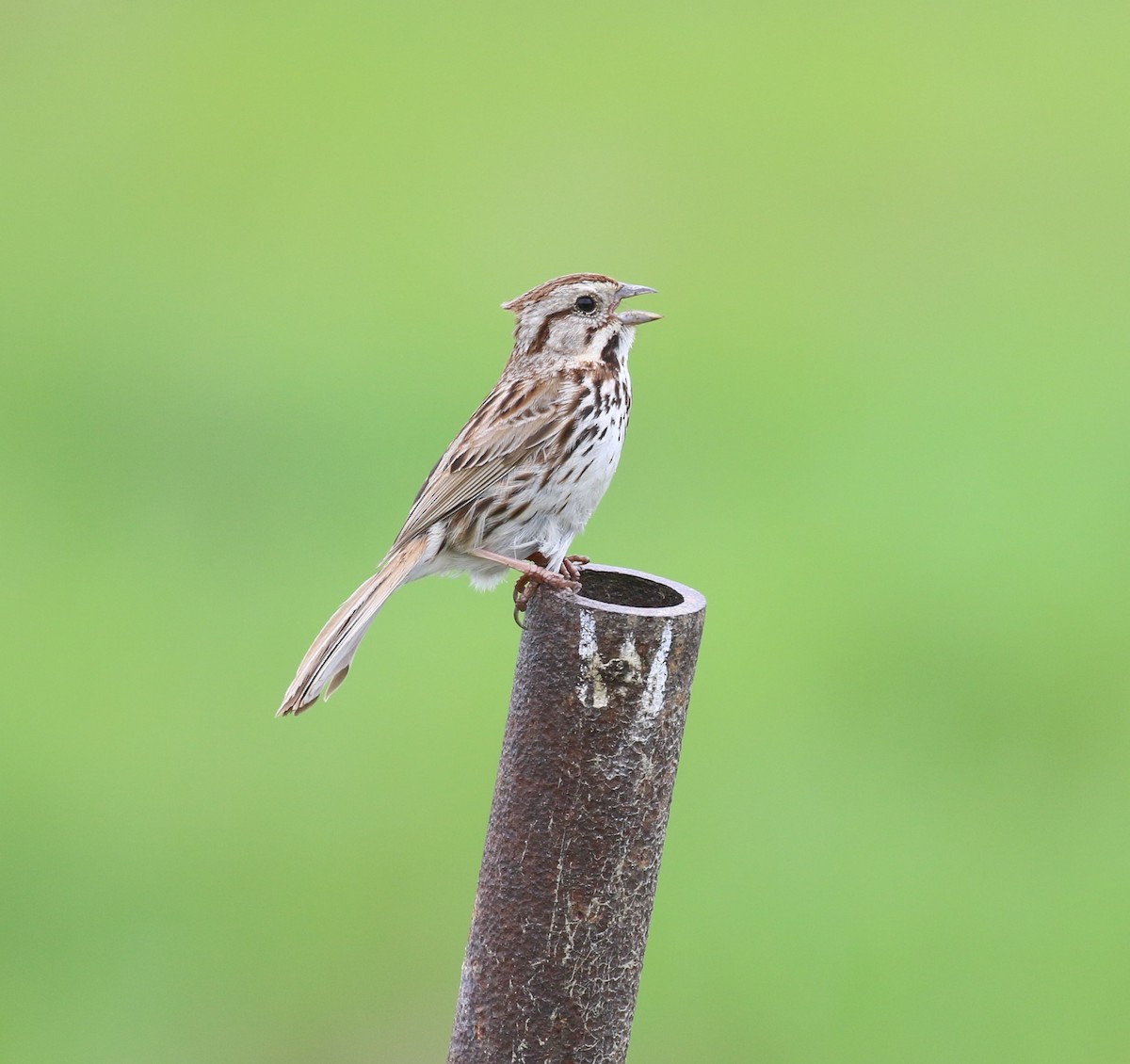 Song Sparrow - maggie peretto