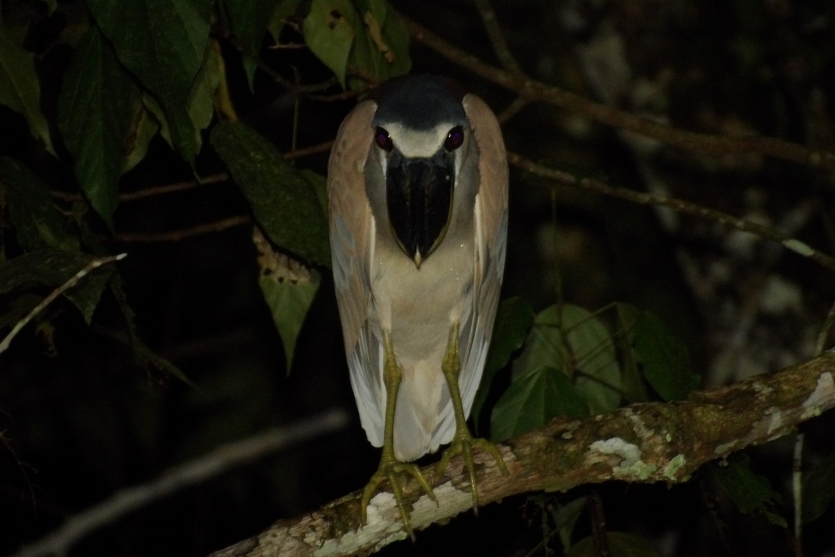 Boat-billed Heron - Pablo Alvia