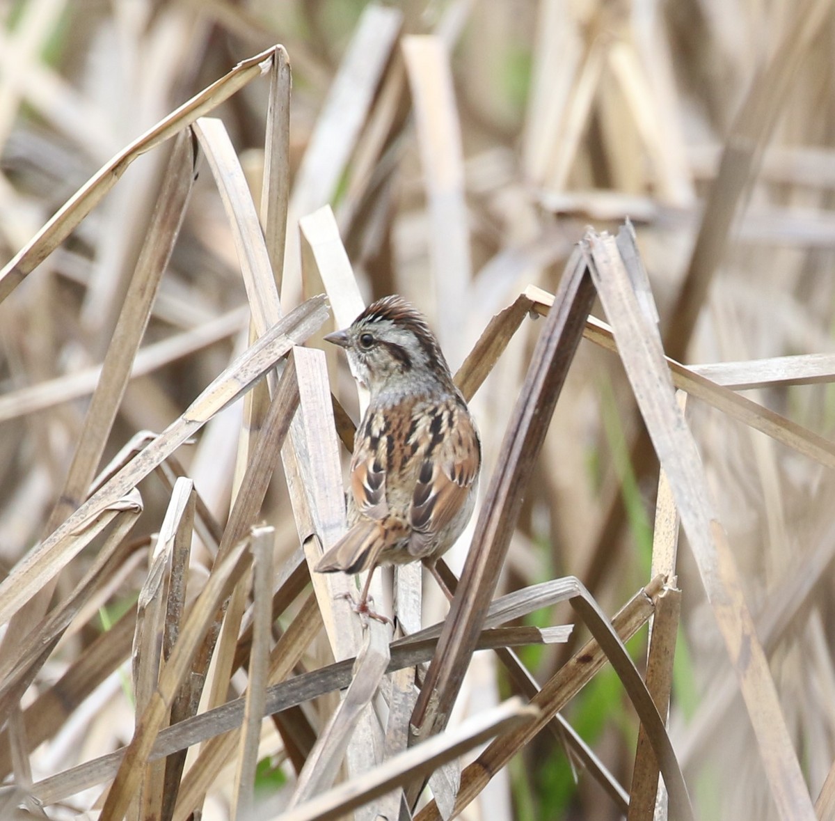 Swamp Sparrow - ML618747926