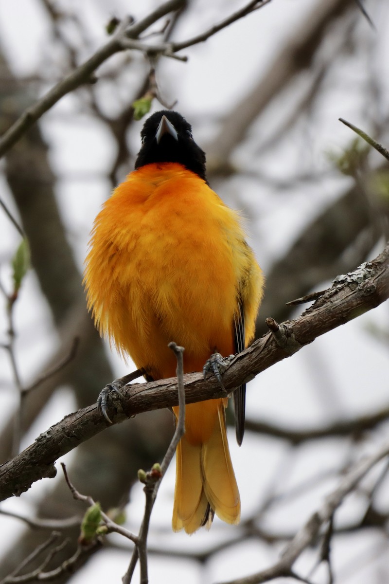 Baltimore Oriole - MacKenzie McKnight