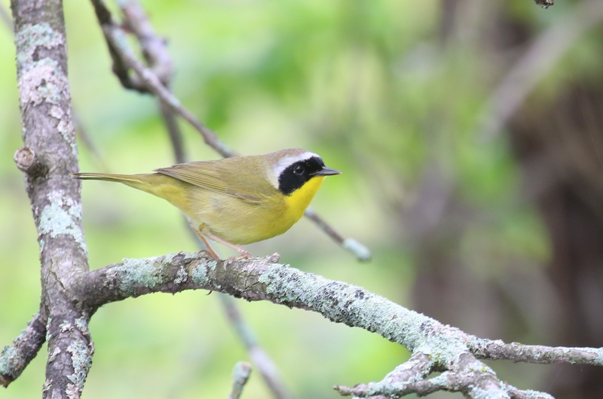 Common Yellowthroat - ML618747949