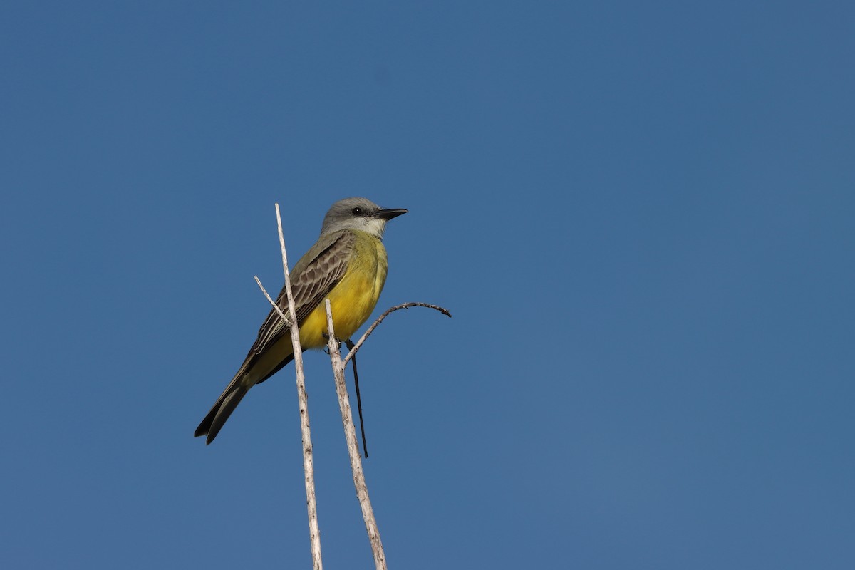 Couch's Kingbird - 仲志 羅