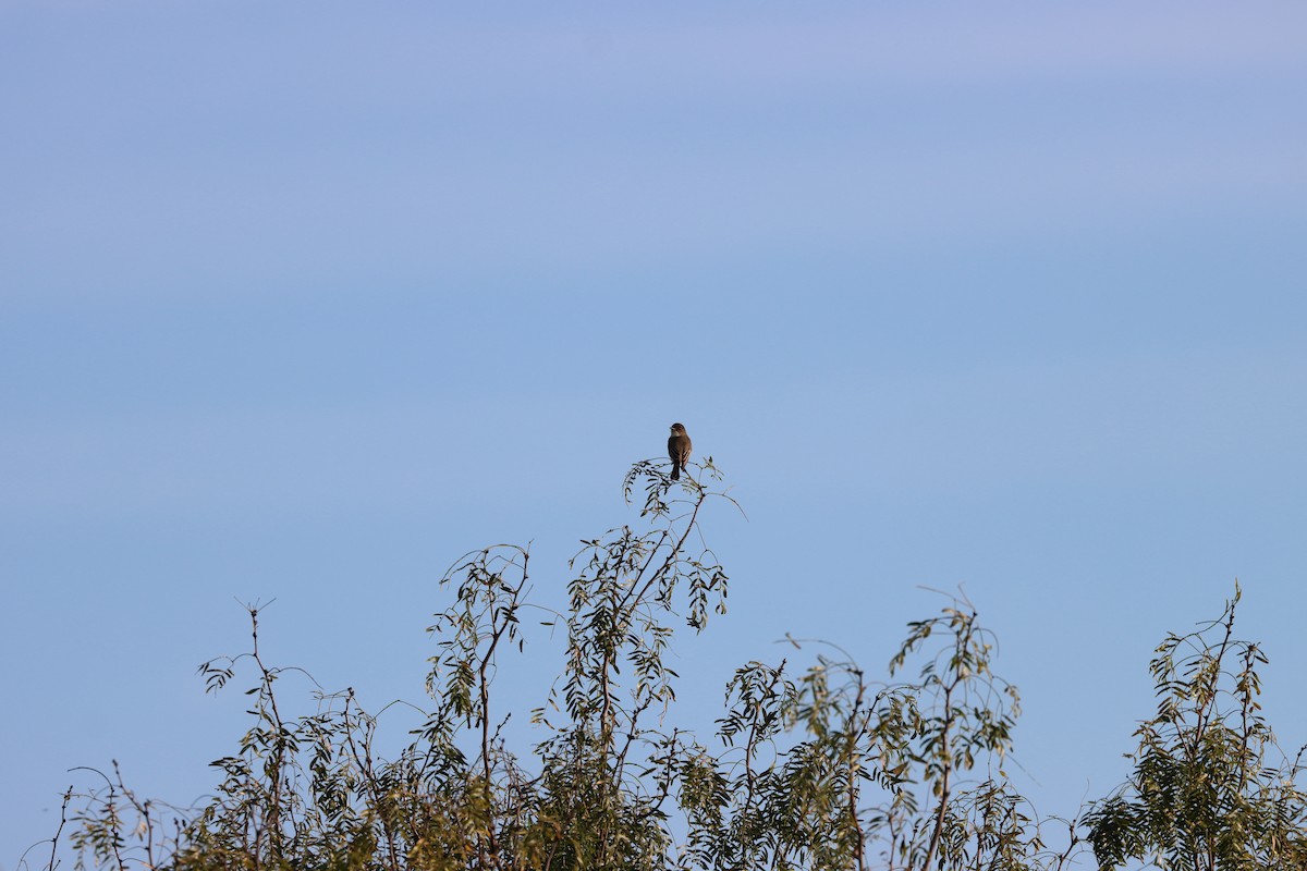 Eastern Phoebe - ML618747976