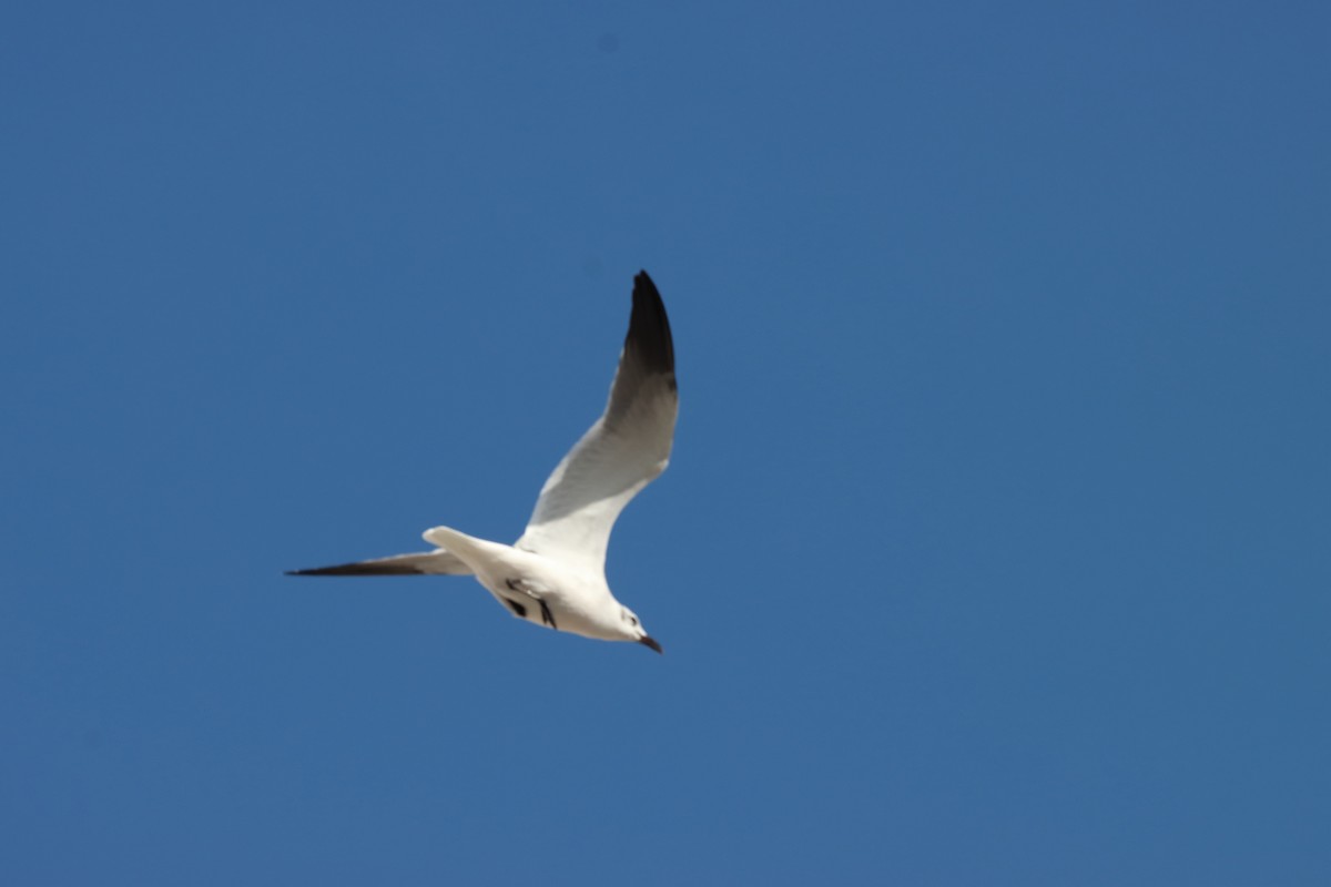 Gaviota Guanaguanare - ML618747977