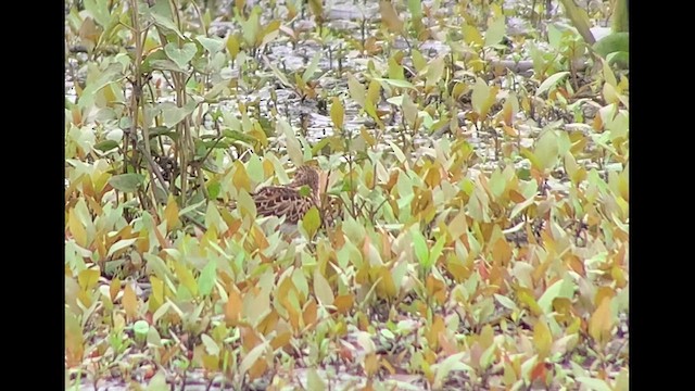 Wiesenstrandläufer - ML618747989