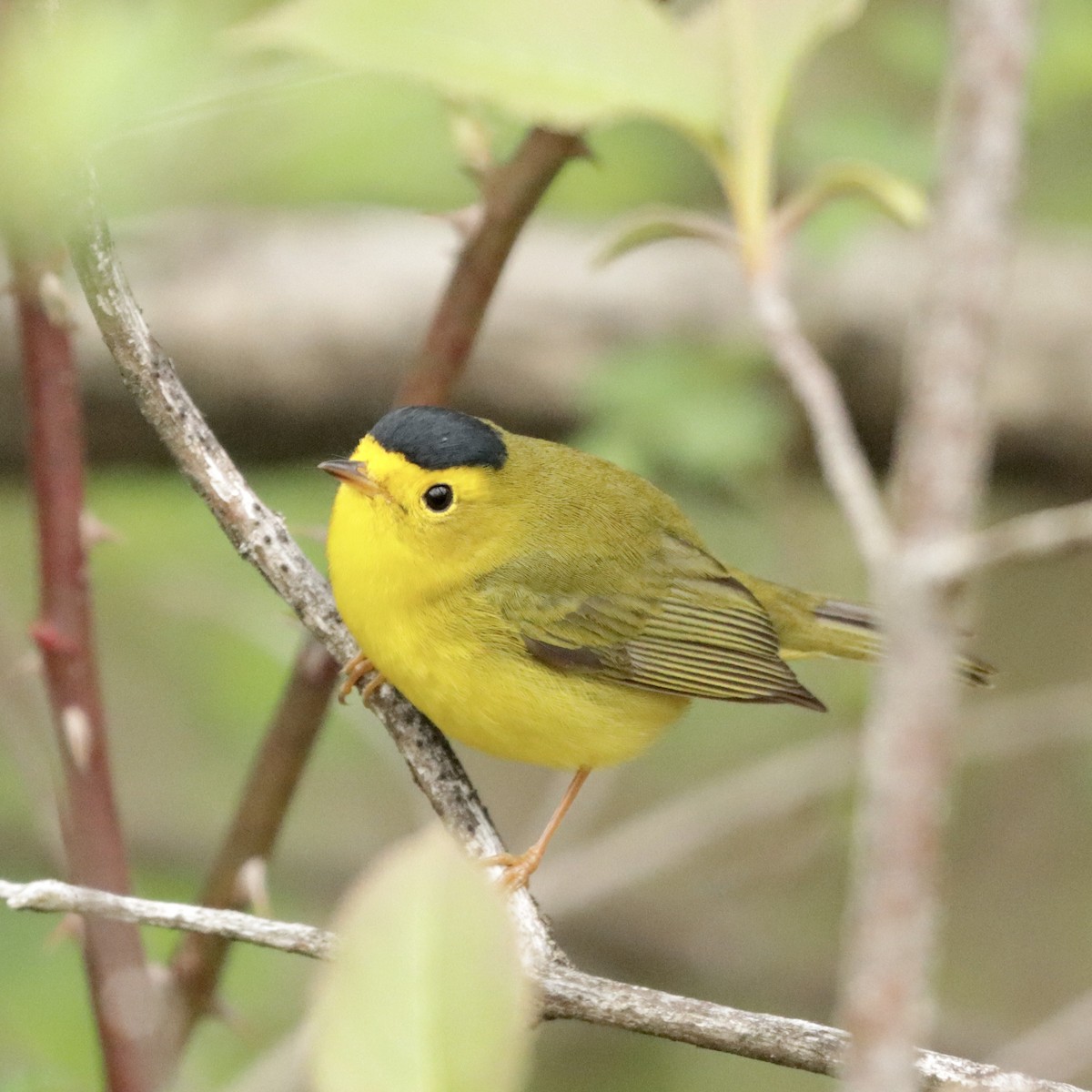 ML618748012 - Wilson's Warbler - Macaulay Library