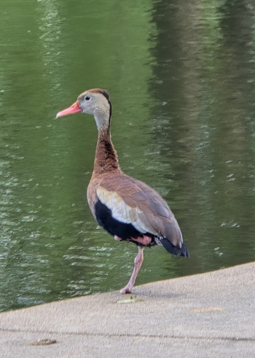 Dendrocygne à ventre noir - ML618748013