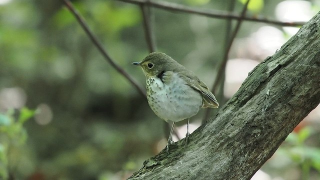 Swainson's Thrush - ML618748035