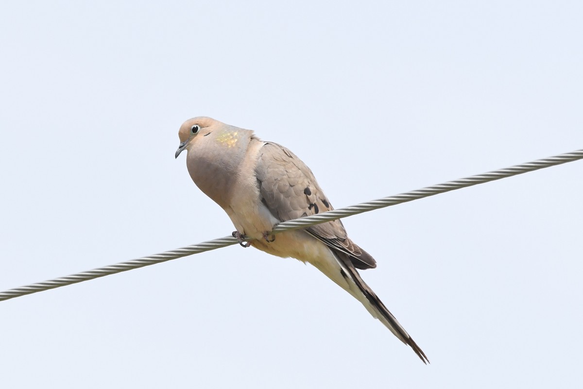 Mourning Dove - ML618748036