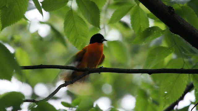 Baltimore Oriole - ML618748057